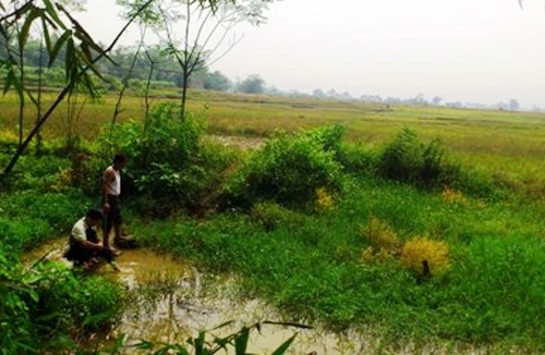 Tin đồn thả đỉa nhiễm HIV xuống ruộng là thất thiệt