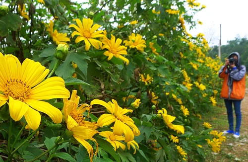 Hoang dại dã quỳ Tây Bắc