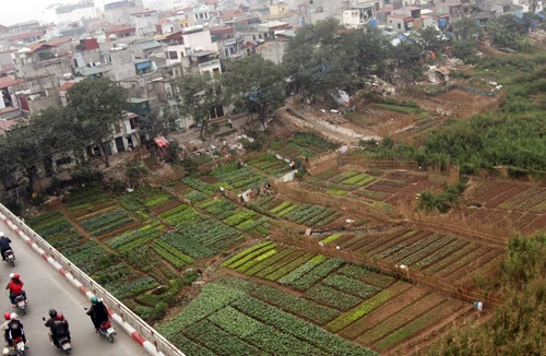 Bố trí di dời cho hộ dân bị sông Hồng “nuốt” nhà 