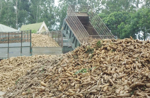 Nông dân khốn khổ vì xăng sinh học 