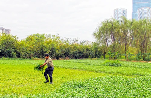 Làm rõ căn cứ thu hồi đất 
