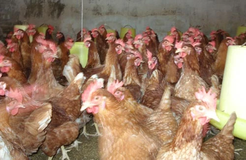 Để phân biệt gà loại thải nhập lậu