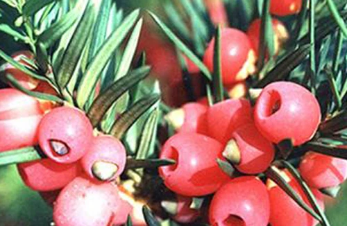 Thông đỏ - dược liệu chữa trị ung thư