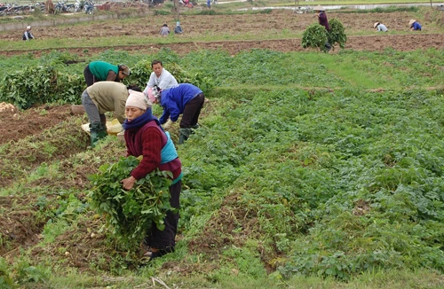 Chưa yên tâm với dự Luật Đất đai