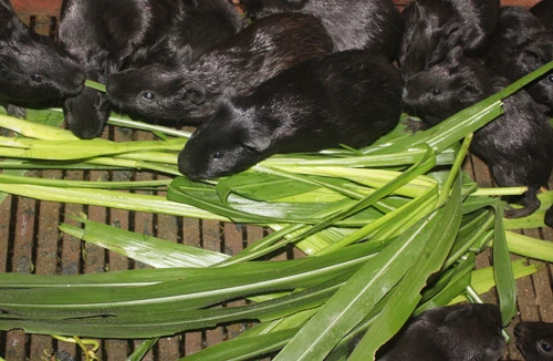 Đa cấp “tấn công” cả chăn nuôi 