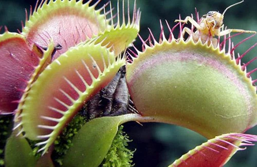 “Cây ăn thịt” hại người 