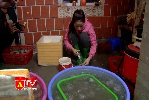 Xử lý nghiêm hành vi bơm tạp chất vào tôm nguyên liệu