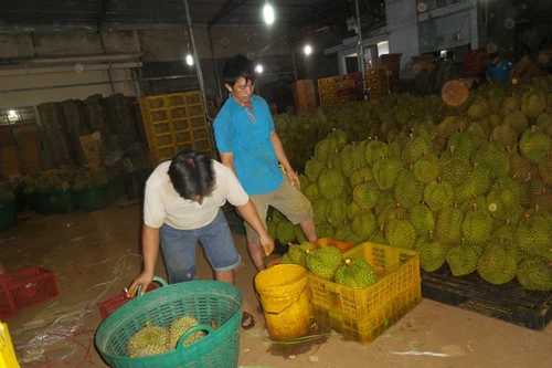 Phát hiện và xử lý cơ sở "tắm hoá chất" cho sầu riêng