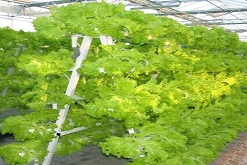 Nhà máy trồng cây không cần đất