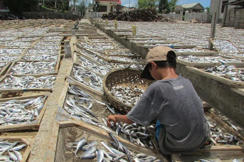 Tranh cãi về chất phenol "cực độc" trên cá nục