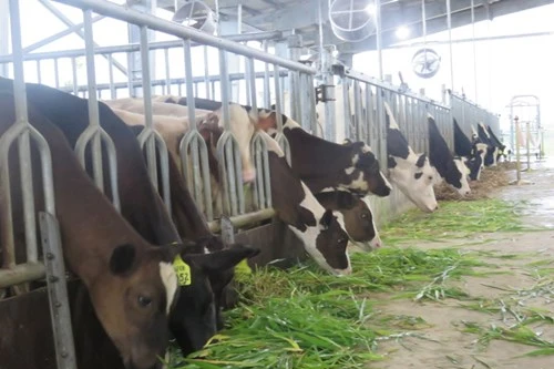 Miền Bắc có thêm một vùng chăn nuôi bò sữa bền vững mới 