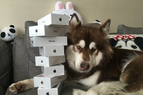 Đại thiếu gia giàu nhất Trung Quốc mua 8 Iphone 7 cho chó cưng