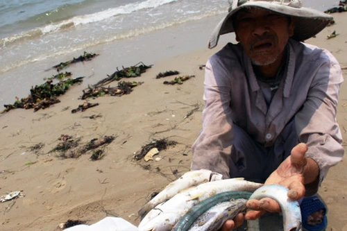 4 tháng sau sự cố môi trường do Formosa gây ra: Hệ sinh thái biển miền Trung đang phục hồi tích cực