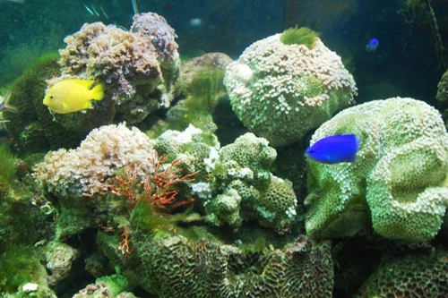 Khó nói bao giờ biển miền Trung trở lại như trước