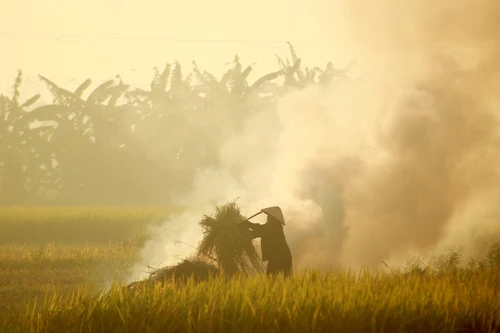 [ẢNH] Thay vì đốt bỏ gây khói mù mịt, rơm rạ có thể ‘biến’ thành tiền