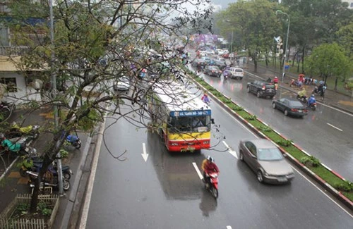 Sẽ trồng cây Lát hoa trên đường Nguyễn Chí Thanh