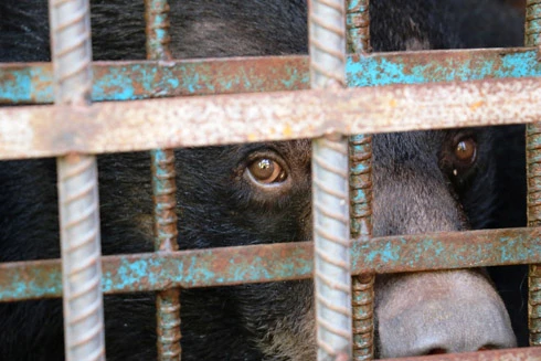 Cứu hộ thành công 4 con gấu ngựa bị nuôi nhốt suốt 10 năm