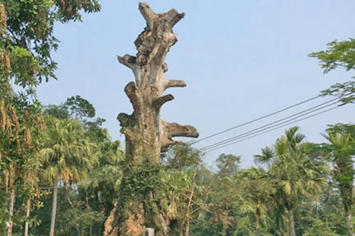 Tôn vinh cũng phải đúng cách