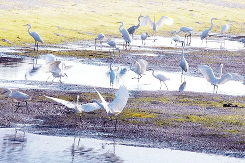 Tràm chim ở cửa Ba Lạt, nơi con sông Hồng hoà vào với biển