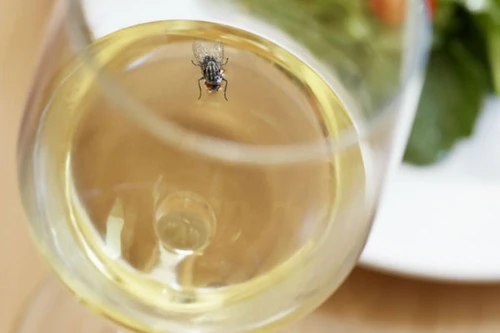 97% thực khách vẫn ăn thức ăn bị ruồi bâu 