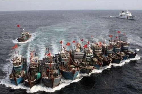 Hàng trăm tàu cá Trung Quốc ồ ạt kéo đến biển Nhật Bản “trộm” san hô