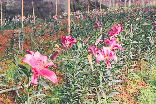 Ghé thăm những cánh đồng hoa Tây Tựu ngày cận Tết