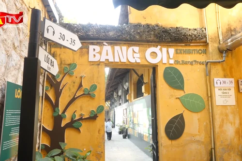 "Lắng nghe" cây bàng ở Nhà tù Hỏa Lò "kể chuyện" lịch sử hào hùng