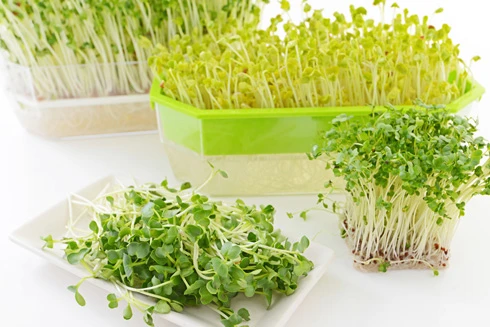 Lợi ích và cả tác hại của rau mầm