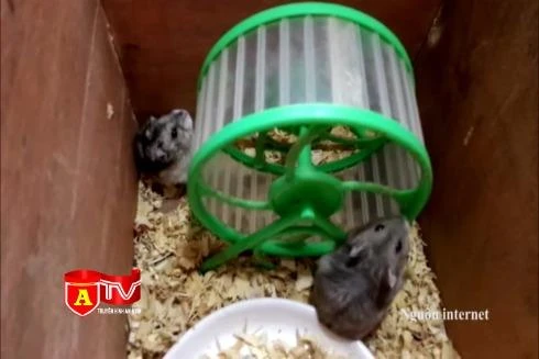 Khuyến cáo 5 sinh vật bị cấm nhân, nuôi tại Việt Nam