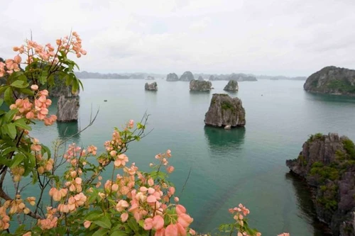 Quản lý khai thác du lịch trên vịnh Hạ Long: "Ông chẳng bà chuộc"