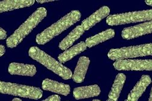 Vật liệu tiêu diệt nhanh vi khuẩn E.coli