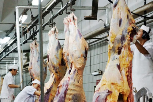 Úc xem xét tạm dừng xuất khẩu bò sang Việt Nam: Cần siết chặt quản lý giết mổ
