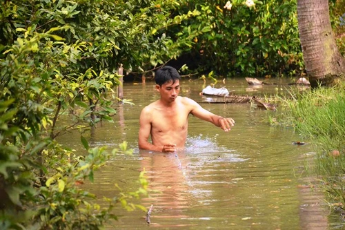 Tràn bờ bao ven sông, hàng nghìn gốc mai của người dân bị nhấn chìm