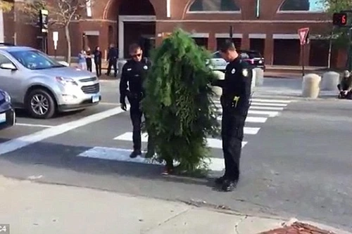 "Người cây" bị bắt giữa ngã tư ở Mỹ