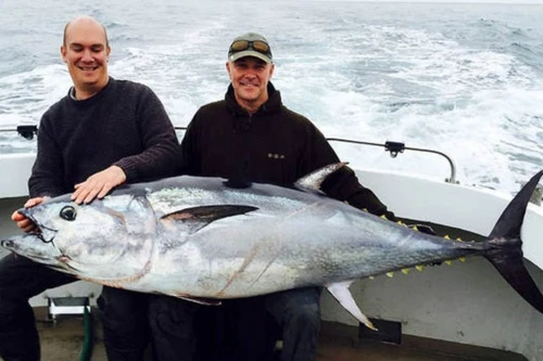 Bắt được cá ngừ vây xanh có giá 10.000 bảng Anh