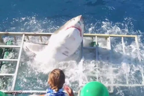 Thót tim: Cá mập lao vào lồng an toàn của thợ lặn
