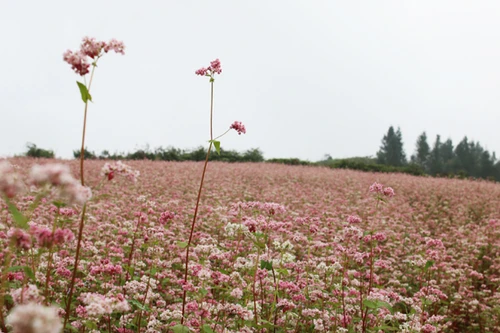 Ngắm những đồi hoa tam giác mạch đẹp mê hồn ở Si Ma Cai
