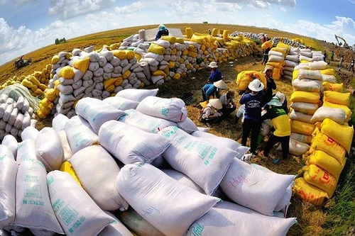 Lượng gạo xuất khẩu của Việt Nam vượt xa dự báo