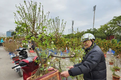 Sáng 29 Tết: Đào, quất, mai, lan Tết "xả hàng", giảm giá mạnh