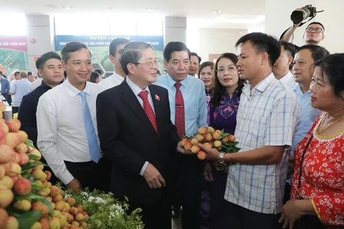 Vải thiều Bắc Giang được mùa, chất lượng tốt