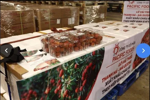 Xuất khẩu lô vải thiều Việt Nam đầu tiên đi châu Âu theo hiệp định EVFTA