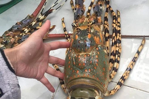 Trung Quốc tăng mua tôm hùm từ Việt Nam