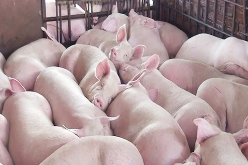 Giá lợn hơi tăng trở lại, dự báo đạt 59.000 đồng/kg