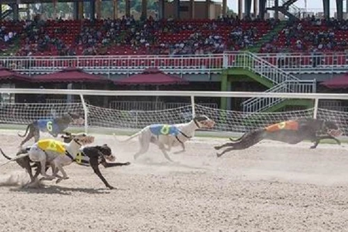 Đề xuất nâng mức đặt cược đua ngựa, đua chó và bóng đá quốc tế