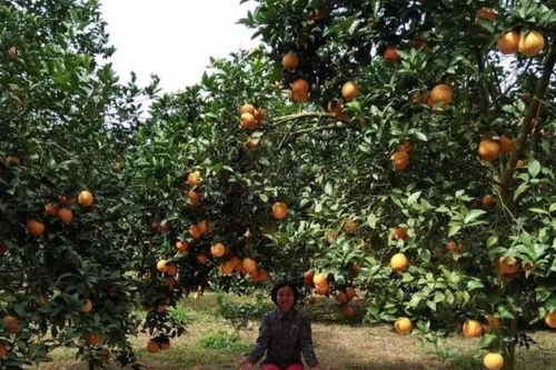 Cam Hà Giang, Cao Phong “chuẩn” lên sàn thương mại điện tử