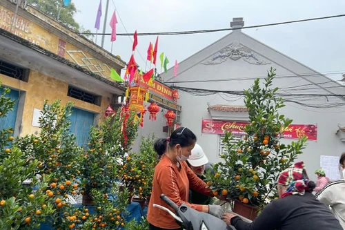 Đào, quất, hoa cảnh giá cao, vắng cả khách xem và người mua