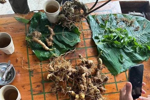 Tiêu hủy 148 cây giống giả sâm Ngọc Linh bán trên thương mại điện tử 