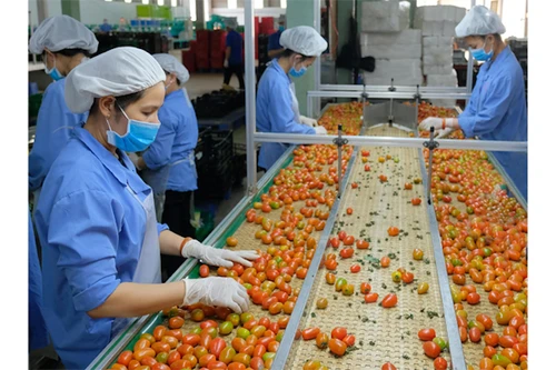 EU tiếp tục siết chặt an toàn thực phẩm với quả bơ, cà chua, gạo… nhập khẩu