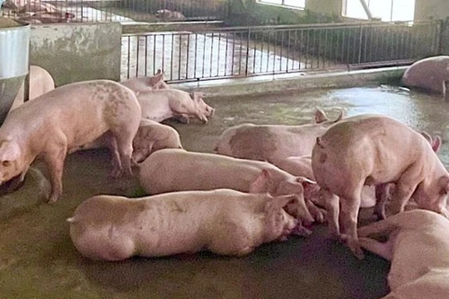 Giá lợn hơi xuống dưới 60.000 đồng/kg