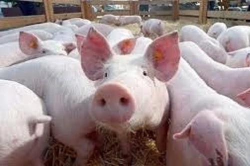 Giá lợn hơi xuống dưới 50.000 đồng/kg